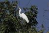 African Great Egret (Ardea alba melanorhynchos)
