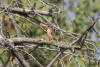 Malachite Kingfisher ssp. robertsi (Corythornis cristatus robertsi)