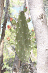 Prickly-pear Cactus (Opuntia sp.)
