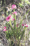 Plant (Sauvagesia semicylindrifolia)