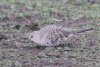 Scaled Dove (Columbina squammata)