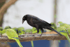 Giant Cowbird (Molothrus oryzivorus)