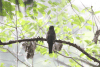 Green-backed Trogon (Trogon viridis)