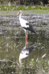 Maguari Stork (Ciconia maguari)