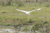 American Great Egret (Ardea alba egretta)