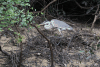 Cocoi Heron (Ardea cocoi)