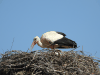 European White Stork (Ciconia ciconia ciconia)