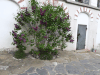 Lilac Bush Wall Monastery