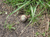 Turkish Snail (Helix lucorum)
