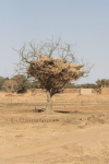 Millet Straw Stored Tree