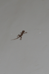 Gecko (Gekkota fam.)