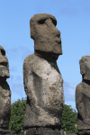 Largest Moai Ever Raised