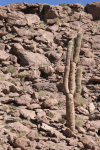 Column Cactus Andes