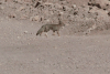 South American Gray Fox (Lycalopex griseus)