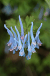 Fumewort (Corydalis solida)