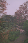 Cherry Blossoms Hangzhou Garden
