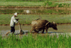 Plowing Done Water Buffaloes