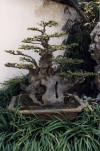 Large Bonsai Tree Temple