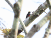 Yellow-tufted Woodpecker (Melanerpes cruentatus)