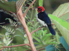 Red-capped Cardinal (Paroaria gularis)