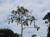 Tree Oropendola Nests