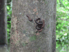 Millipedes Tree