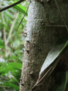 Kapok Tree (Ceiba pentandra)