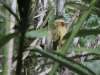 Cream-colored Woodpecker (Celeus flavus)