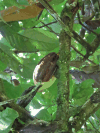 Cacao Tree (Theobroma cacao)