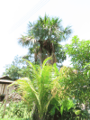Moriche Palm (Mauritia flexuosa)