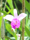 Bamboo Orchid (Arundina graminifolia)
