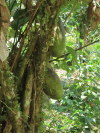Calabash Tree (Crescentia cujete)