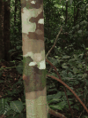 Tree Camouflage-like Bark