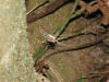 Tailless Whip Scorpion (Amblypygi fam.)