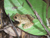 Common Big-headed Frog (Oreobates quixensis)