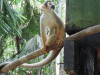 Humboldt's Squirrel Monkey (Saimiri cassiquiarensis)