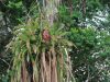 Bromeliad (Bromeliaceae gen.)