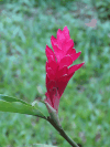 Red Ginger (Alpinia purpurata)