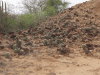Small Cacti Tatacoa Desert