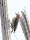 Red-crowned Woodpecker (Melanerpes rubricapillus)