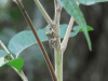 Cicada (Cicadidae gen.)