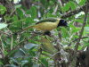 Inca Jay (Cyanocorax yncas yncas)