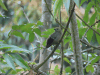 Palm Tanager (Thraupis palmarum)