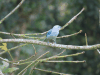 Blue-gray Tanager (Thraupis episcopus)