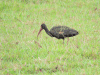Bare-faced Ibis (Phimosus infuscatus)