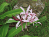 Spider Lily (Crinum asiaticum)