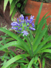 African Lily (Agapanthus praecox)