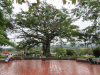 Large Ceiba Tree Municipal