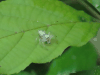 Jumping Spider (Salticidae gen.)