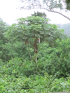 African Corkwood Tree (Musanga cecropioides)